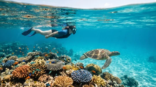A snorkeler floating calmly above a vibrant coral reef, observing a sea turtle without making contact with the marine ecosystem
